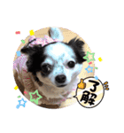 ゆずちゃんスタンプときどきさくらちゃん（個別スタンプ：11）