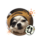 ゆずちゃんスタンプときどきさくらちゃん（個別スタンプ：12）