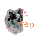 ゆずちゃんスタンプときどきさくらちゃん（個別スタンプ：13）