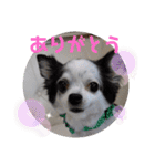 ゆずちゃんスタンプときどきさくらちゃん（個別スタンプ：14）