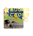 ゆずちゃんスタンプときどきさくらちゃん（個別スタンプ：15）