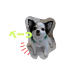 ゆずちゃんスタンプときどきさくらちゃん（個別スタンプ：17）