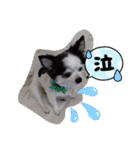 ゆずちゃんスタンプときどきさくらちゃん（個別スタンプ：19）