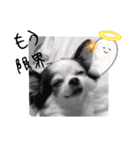 ゆずちゃんスタンプときどきさくらちゃん（個別スタンプ：26）