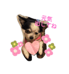 ゆずちゃんスタンプときどきさくらちゃん（個別スタンプ：40）