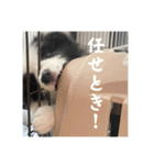 ボーダーコリーのあちま2（個別スタンプ：1）