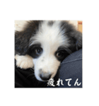 ボーダーコリーのあちま2（個別スタンプ：3）