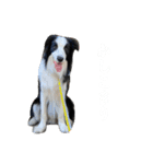 ボーダーコリーのあちま2（個別スタンプ：6）