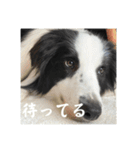 ボーダーコリーのあちま2（個別スタンプ：10）