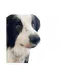 ボーダーコリーのあちま2（個別スタンプ：12）