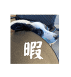 ボーダーコリーのあちま2（個別スタンプ：14）