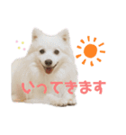 スピッツ、マルパピ、日本猫、柴、アフガン（個別スタンプ：11）