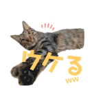 スピッツ、マルパピ、日本猫、柴、アフガン（個別スタンプ：16）