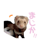 スピッツ、マルパピ、日本猫、柴、アフガン（個別スタンプ：24）