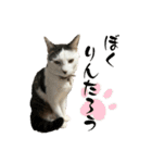 リンタロスァン第3弾（個別スタンプ：1）