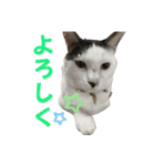 リンタロスァン第3弾（個別スタンプ：2）