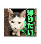 リンタロスァン第3弾（個別スタンプ：5）