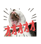 リンタロスァン第3弾（個別スタンプ：7）