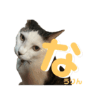 リンタロスァン第3弾（個別スタンプ：9）