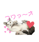 リンタロスァン第3弾（個別スタンプ：13）