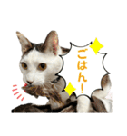 リンタロスァン第3弾（個別スタンプ：14）