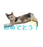 リンタロスァン第3弾（個別スタンプ：18）
