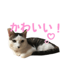 リンタロスァン第3弾（個別スタンプ：20）