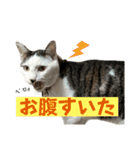 リンタロスァン第3弾（個別スタンプ：23）