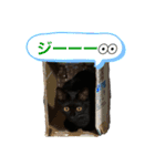 ゆき(ねこ)ちゃんのスタンプ【修正版】（個別スタンプ：2）