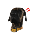 Bigdogのベイダーくん(English)（個別スタンプ：2）