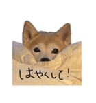 ちろだよ3（個別スタンプ：4）