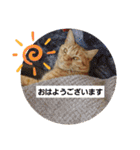 バロンだにゃ。敬語編（個別スタンプ：1）