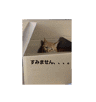 バロンだにゃ。敬語編（個別スタンプ：3）
