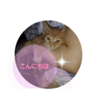 バロンだにゃ。敬語編（個別スタンプ：5）