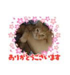 バロンだにゃ。敬語編（個別スタンプ：12）