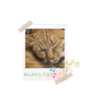 バロンだにゃ。敬語編（個別スタンプ：13）