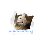 バロンだにゃ。敬語編（個別スタンプ：14）