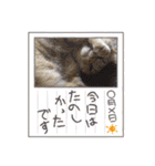 バロンだにゃ。敬語編（個別スタンプ：21）