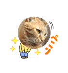 バロンだにゃ。敬語編（個別スタンプ：25）