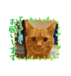 バロンだにゃ。敬語編（個別スタンプ：27）