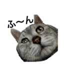 実家の猫なーな（個別スタンプ：1）