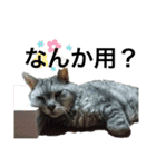 実家の猫なーな（個別スタンプ：4）