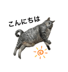 実家の猫なーな（個別スタンプ：5）