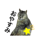 実家の猫なーな（個別スタンプ：6）