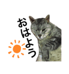 実家の猫なーな（個別スタンプ：7）