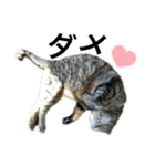 実家の猫なーな（個別スタンプ：10）