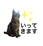 実家の猫なーな（個別スタンプ：13）