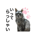 実家の猫なーな（個別スタンプ：14）