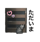 実家の猫なーな（個別スタンプ：15）