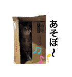 実家の猫なーな（個別スタンプ：19）